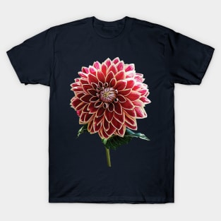 Two-Toned Dahlia T-Shirt